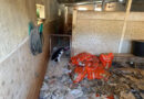 Prefeitura de Embu das Artes interdita canil clandestino e prende responsável por maus-tratos de animais