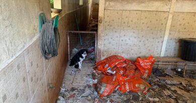 Prefeitura de Embu das Artes interdita canil clandestino e prende responsável por maus-tratos de animais