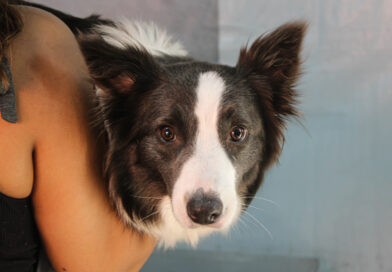 Secretaria de Meio Ambiente divulga o projeto Castração no Seu Bairro