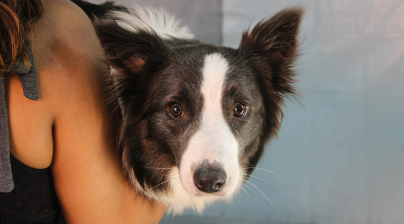 Secretaria de Meio Ambiente divulga o projeto Castração no Seu Bairro