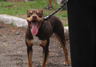 Castração no Seu Bairro chega à Arena Marabá com inscrições abertas