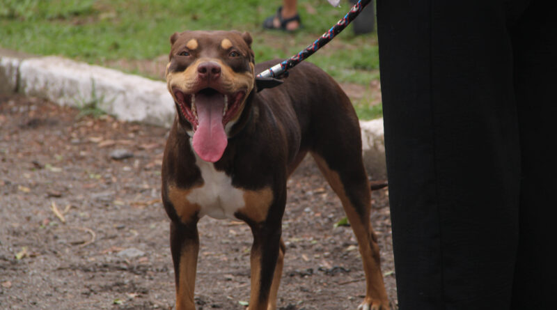 Castração no Seu Bairro chega à Arena Marabá com inscrições abertas
